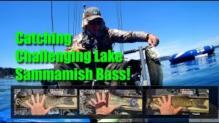 Catching Bass on Lake Sammamish in Late June [upl. by Yorled11]