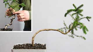 Making literati bonsai trees by adding movement [upl. by Christean]