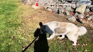 Kaia the Great Pyrenees MaremmanoAbruzzese Sheepdog Mix  Week 1 Training Update [upl. by Topping947]