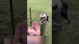 Bird Rescue Leads to New Friendship [upl. by Colette]