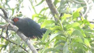 Chestnutbellied Malkoha [upl. by Ainehta962]