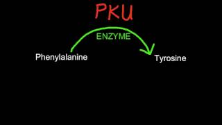 A15 Explain the causes and consequences of phenylketonuria PKU [upl. by Nabatse733]