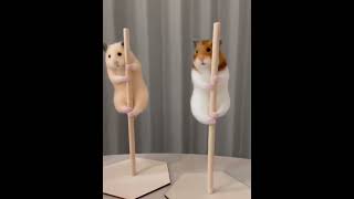 Hamster takes pole dancing lessons [upl. by Eigla]