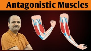 Antagonistic Muscles  Class 12 Biology  by Dr Bhojoo Mal [upl. by Rebmik199]