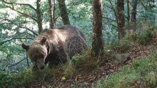 Besuch bei Meister Petz Wissenschaftler erforschen Braunbären in den Pyrenäen [upl. by Kelda698]