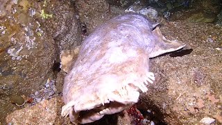 Wobbegong shark corpse in Fish Rock Cave plus some live things [upl. by Birk830]