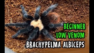 Brachypelma albiceps ready stock 2019 [upl. by Olva]