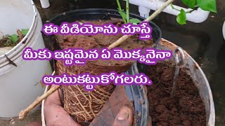 How to graft mogra Jasmine plant ll మల్లె చెట్టు ll grafting ll propagation ll terrace garden [upl. by Nolram]