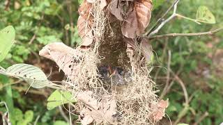 Babies Wild Grown Sparrow Waiting Eat Food in Nest [upl. by Pitzer]