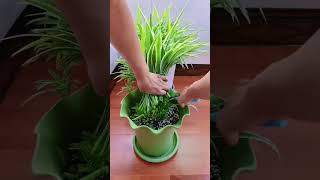 Plants in pot and put fertilizer take care flowers so easy plants flower garden flower plants [upl. by Ladnyc]