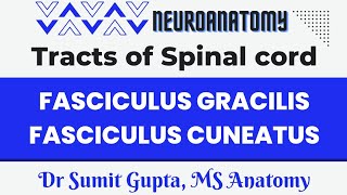 Journey through the Dorsal Column Tract of Gracilis and Cuneatus Explained [upl. by Plante]