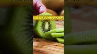 Kiwiকিউই ফল থেকে চারা উৎপাদন 🥝 Growing Kiwi Plant From Seed shots kiwi gardening seed [upl. by Arbas655]