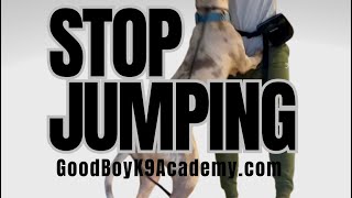 Learn how to stop your dog from jumping at goodboyk9academycom [upl. by Aciram]