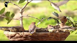 Top 3 Tips to Attract Waxwings [upl. by Licastro]