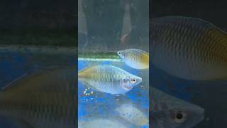 Big size Boesemani rainbow fish 🌈 rainbow fish red orange india youtube viral shortvideo [upl. by Pirzada]