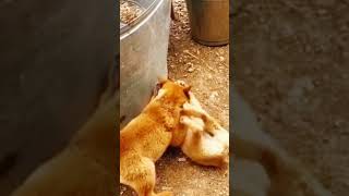 the dogsdogsshortfunnyshort filmfunny videoanimalbirdspetshorsemonkeydonkeygoatcatcats [upl. by Vladamir711]