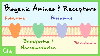 Biogenic Amines Transmitter System Explained Catecholamines Serotonin Histamine  Clip [upl. by Gernhard]