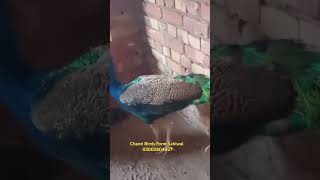 Indian blue peacocks انڈین بلو مورpeacock morfarm birds birdslover peacockbreeding birdslover [upl. by Pogue]