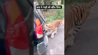 Pahadi Tiger N Gadi Ko Hila Diya  Road Bahut Khatarnaak  Baagh Dikha Aaj  Pahadi Hills [upl. by Adnalahs]