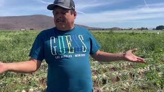 Te llevaré este ramo prencesa ponles agua fresca en un jarrón Así las cosas con la cebolla 🧅 [upl. by Eamaj636]