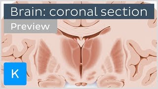 Coronal section of the brain at the level of the thalamus preview  Human Anatomy  Kenhub [upl. by Enidualc786]