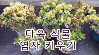 다육 식물 염자 키우기 Crassula ovata [upl. by Udele203]