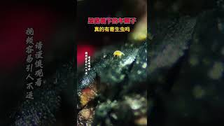 车厘子放大，真的会有寄生虫吗显微镜下的世界 微观世界科普一下 车厘子＃食品安全shorts [upl. by Hanavas]