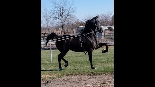 Morgan Breeders Cup Sale 2024 Lot  344 Sangre Sadie Rose [upl. by Ecirehc]