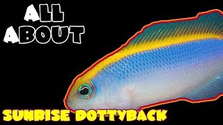 All About The Sunrise Pseudochromis or Dottyback [upl. by Socram98]