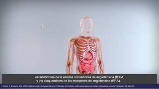 Perindopril Mechanism of Action for Hypertension Español Subtitles [upl. by Eirlav126]