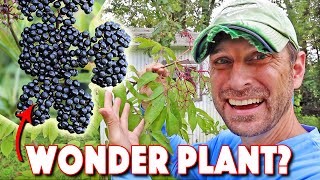 Health Benefits Of Elderberry AND How To Grow The BEST Elderberry Bushes [upl. by Acinhoj]