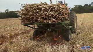 Plantio Direto de Mandioca  Cassava Direct Planting [upl. by Ljoka]