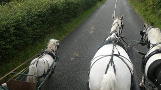 Carriage driving in company  training a pair of horses and a shetland [upl. by Cole464]