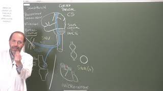 Neuroanatomie 11  Principes dorganisation des voies sensitives [upl. by Roxane102]