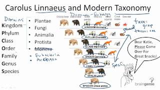 1312 Carolus Linnaeus and Modern Taxonomy [upl. by Banky]