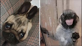 Made your day with these funny and cute Pug Puppy Videos Compilation [upl. by Madelyn]