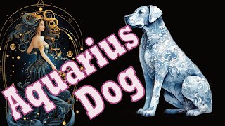 Aquarius Dog Discussion [upl. by Wilhelm]