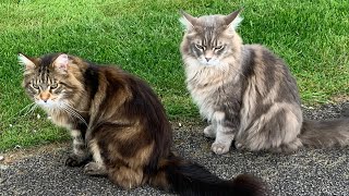 HUGE Maine Coon Cat Talking [upl. by Annaigroeg]