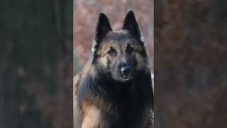 Beautiful Tervuren Belgian Shepherd  Where Corn Dont Grow [upl. by Dodwell904]