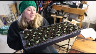 Potting Up Lisianthus  Answering Your Lisianthus Questions  Flower Hill Farm [upl. by Carlynn]