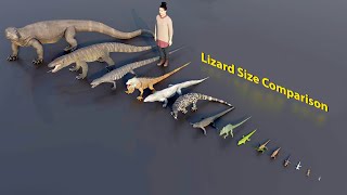 Big Lizard size comparison  3D Animation animation animals [upl. by Refotsirc581]