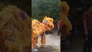 Barongsai Orange shortvideo arakarakan barongsai barongsaimacan fypシ゚viral fyp [upl. by Skilken263]