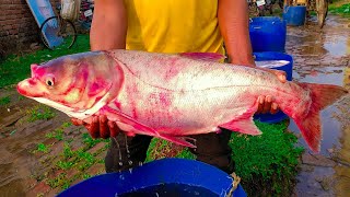 10 KG WEIGHT BIG Bighead Carp Fish [upl. by Carri390]