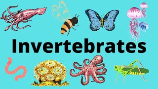 The Diversity of Invertebrates [upl. by Billen]