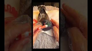 birds asmr massage look after 🐦‍⬛ [upl. by Elianora]