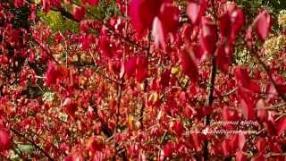 Euonymus alatus Winged Spindle [upl. by Naik979]