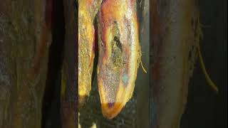 Cows hoof quotKeratin fingersquot rare case asmr hoof [upl. by Irbua423]