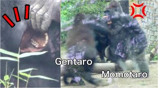 GorillaFight◆Scream After a big fight Gentaro pulls a tooth Silverback amp his son【Momotaro family [upl. by Naed852]