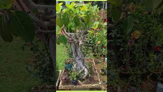 How to make bonsai plant at home [upl. by Adnalohs694]