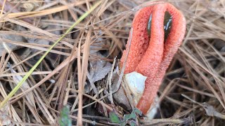 Гриб Вонючка Пальцы Дьявола лат Clathrus archeri [upl. by Ellenig]